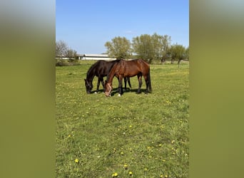 KWPN, Merrie, 17 Jaar, 171 cm, Bruin