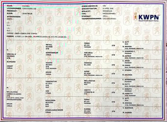 KWPN, Merrie, 17 Jaar, 172 cm, Zwart