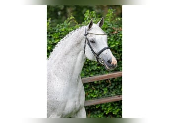 KWPN, Merrie, 17 Jaar