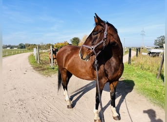 KWPN, Merrie, 18 Jaar, 162 cm, Bruin