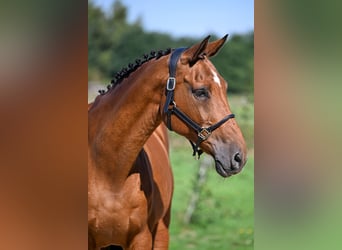 KWPN, Merrie, 18 Jaar, 167 cm, Bruin