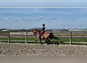 KWPN, Merrie, 18 Jaar, 168 cm, Brauner