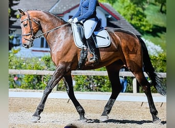 KWPN, Merrie, 18 Jaar, 168 cm, Bruin