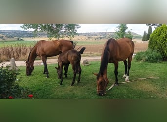 KWPN, Merrie, 18 Jaar, 168 cm, Bruin