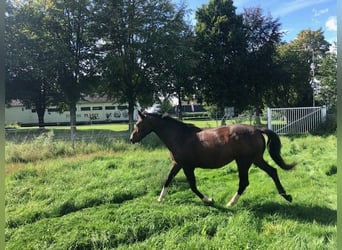 KWPN, Merrie, 18 Jaar, Brauner