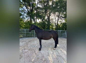KWPN, Merrie, 19 Jaar, 155 cm, Bruin