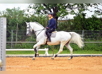 KWPN, Merrie, 19 Jaar, 163 cm, Schimmel
