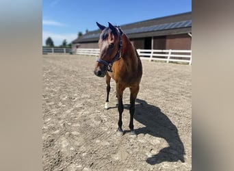 KWPN, Merrie, 19 Jaar, 167 cm, Donkerbruin
