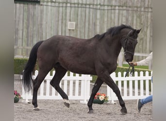 KWPN, Merrie, 19 Jaar, 175 cm, Zwart