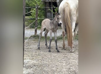 KWPN, Merrie, 1 Jaar, 165 cm, Buckskin
