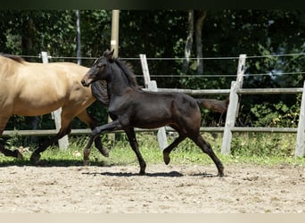 KWPN, Merrie, 1 Jaar, 168 cm, Bruin