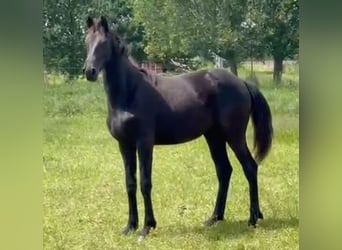 KWPN, Merrie, 1 Jaar, 169 cm, Zwart