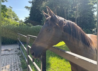 KWPN, Merrie, 1 Jaar, 170 cm, Donkerbruin