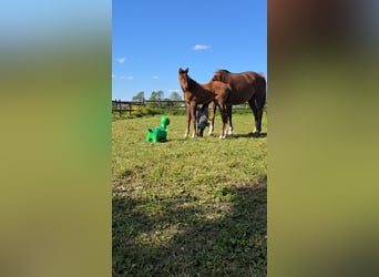 KWPN, Merrie, 1 Jaar, 170 cm, Donkere-vos
