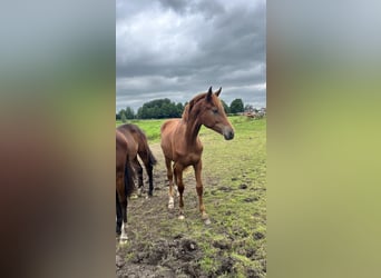 KWPN, Merrie, 1 Jaar, 170 cm, Vos