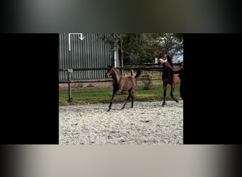 KWPN, Merrie, 1 Jaar, Donkerbruin