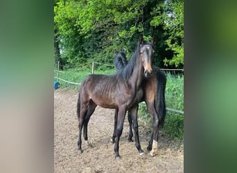 KWPN, Merrie, 1 Jaar, Donkerbruin