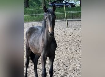 KWPN, Merrie, 1 Jaar, Donkerbruin