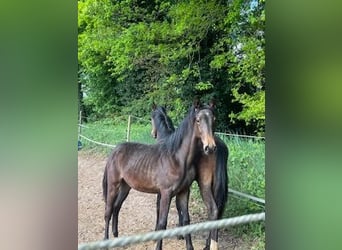 KWPN, Merrie, 1 Jaar, Donkerbruin
