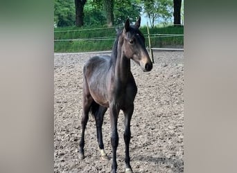 KWPN, Merrie, 1 Jaar, Donkerbruin