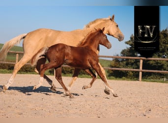 KWPN, Merrie, 1 Jaar, Donkere-vos