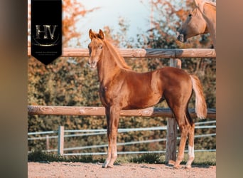 KWPN, Merrie, 1 Jaar, Donkere-vos