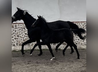 KWPN, Merrie, 1 Jaar