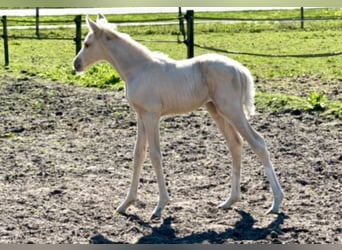 KWPN, Merrie, 1 Jaar, Palomino
