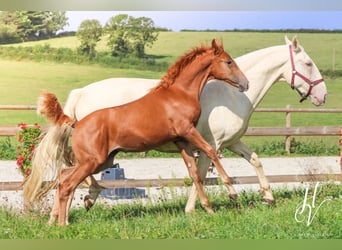 KWPN, Merrie, 1 Jaar, Roodvos