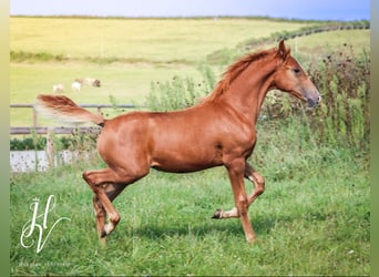 KWPN, Merrie, 1 Jaar, Roodvos