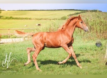 KWPN, Merrie, 1 Jaar, Roodvos