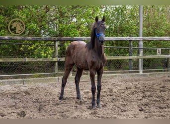 KWPN, Merrie, 1 Jaar, Zwartbruin