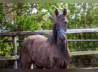 KWPN, Merrie, 1 Jaar, Zwartbruin