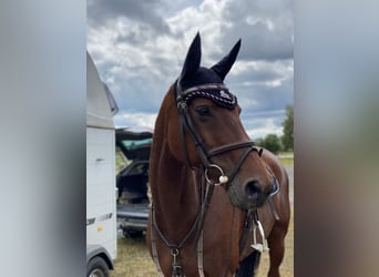 KWPN, Merrie, 20 Jaar, 164 cm, Donkerbruin