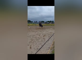 KWPN, Merrie, 20 Jaar, 164 cm, Zwartbruin