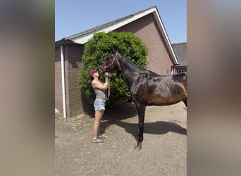 KWPN, Merrie, 20 Jaar, 170 cm, Donkerbruin
