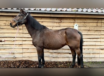 KWPN, Merrie, 20 Jaar, 175 cm, Bruin