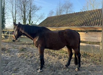 KWPN, Merrie, 21 Jaar, 175 cm, Bruin