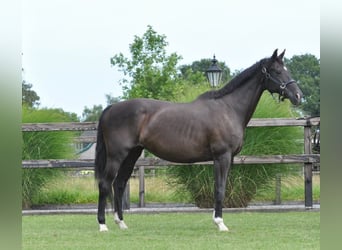 KWPN, Merrie, 23 Jaar, 165 cm, Zwart