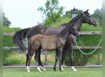 KWPN, Merrie, 23 Jaar, 165 cm, Zwart