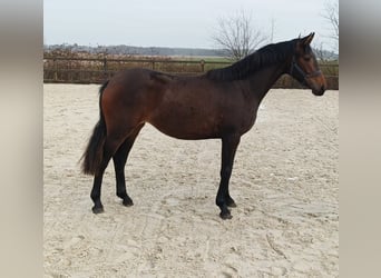 KWPN, Merrie, 2 Jaar, 150 cm, Bruin