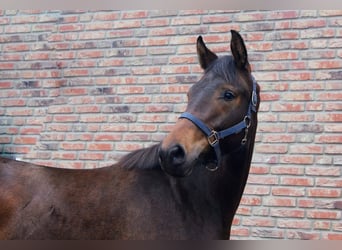 KWPN, Merrie, 2 Jaar, 150 cm, Bruin