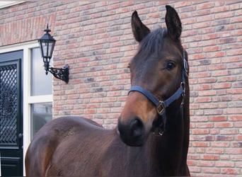 KWPN, Merrie, 2 Jaar, 150 cm, Bruin