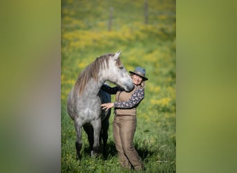 KWPN, Merrie, 2 Jaar, 152 cm, Schimmel