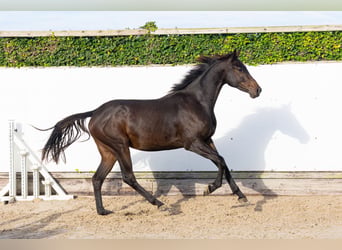 KWPN, Merrie, 2 Jaar, 159 cm, Donkerbruin