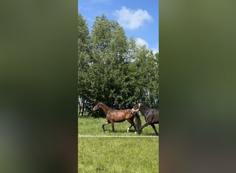 KWPN, Merrie, 2 Jaar, 160 cm, Donkerbruin