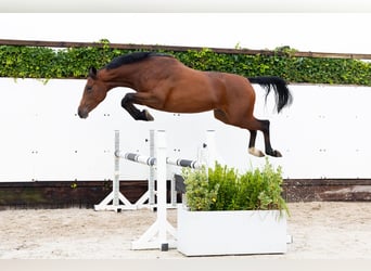 KWPN, Merrie, 2 Jaar, 160 cm, Donkerbruin KWPN, Merrie, 2 Jaar, 160 cm, Donkerbruin