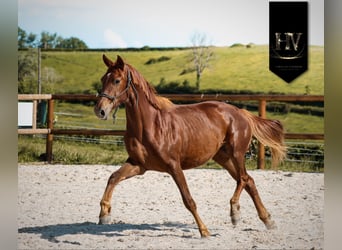 KWPN, Merrie, 2 Jaar, 160 cm, Donkere-vos