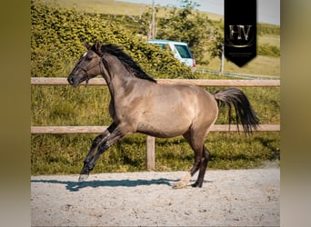 KWPN, Merrie, 2 Jaar, 160 cm, Grullo