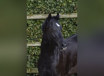 KWPN, Merrie, 2 Jaar, 160 cm, Zwartbruin